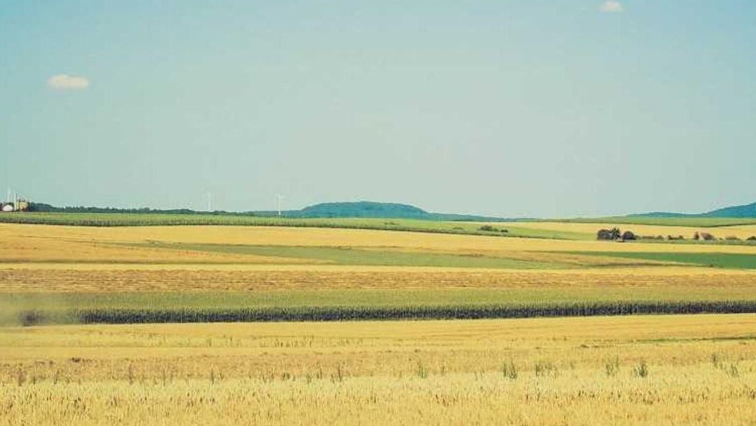 A golden wheat field running out to green hills under a clear sky