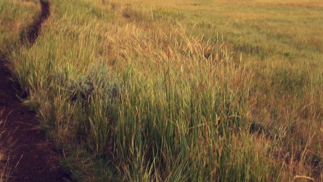 A narrow dirt path through tall summer grass