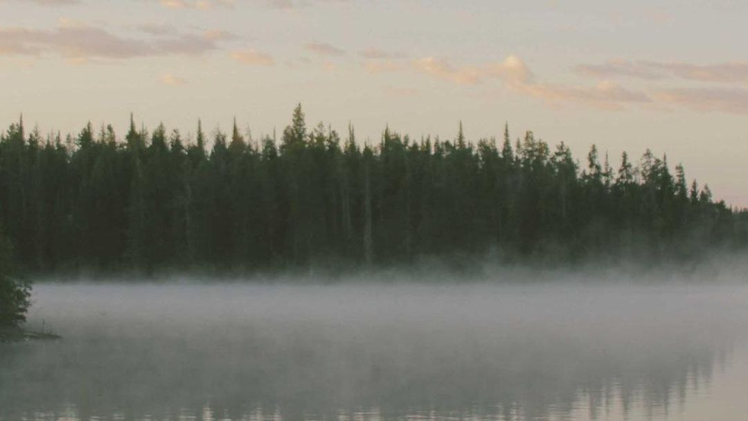 Mist lying over a still lake below a line of pine trees